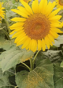 都市花雨同类型小说