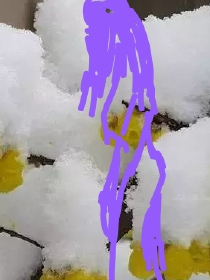痴缠不休